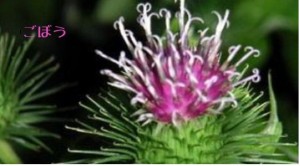 荒関克子_150708_南雲先生が推奨する健康法のごぼう茶は、若返りに効果がある?【画像02】